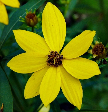 {Coreopsis major}